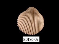 藏品(多刺鳥尾蛤)的圖片